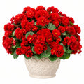 Plante artificielle en pot 35 cm Bégonia rouge en textile pour intérieur